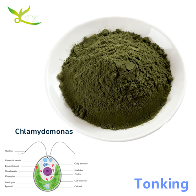 High Quality Plant Protein Powder Chlamydomonas Reinhardtii Powder Protein 30%