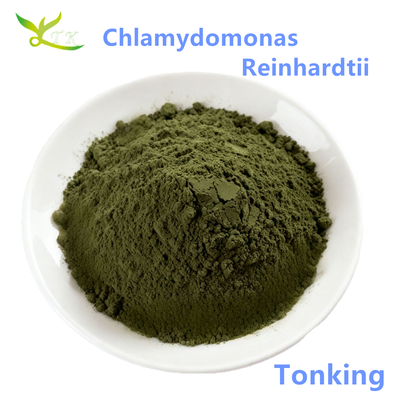 High Quality Plant Protein Powder Chlamydomonas Reinhardtii Powder Protein 30%