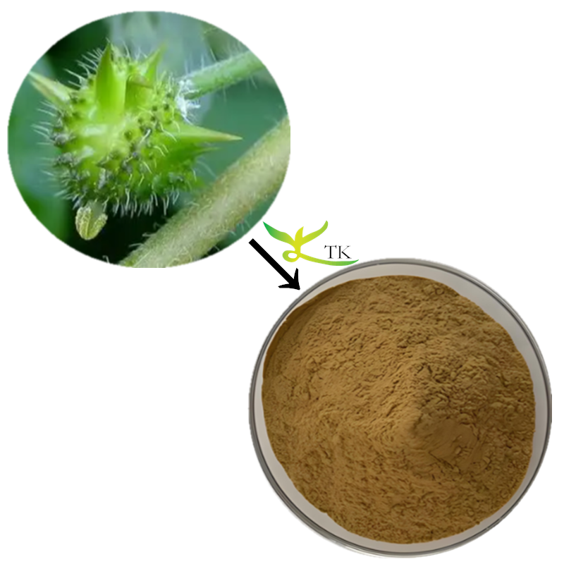 Wholesale Price High Quality Tribulus Terrestris Extract Powder Tribulus Terrestris Capsules