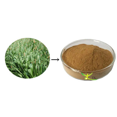 Natural Plant Extract Herbal Supplement Ingredient 10:1 20:1 Plantain Extract Powder in Bulk