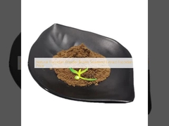 Natural Fucoidan Powder Brown Seaweed Extract Fucoidan Price