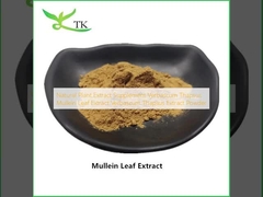 Natural Plant Extract Supplement Verbascum Thapsus Mullein Leaf Extract Verbascum Thapsus Extract Powder