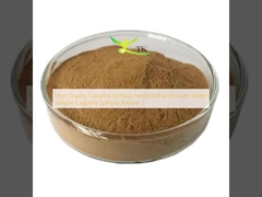 High Quality Capparis Spinosa Herbal Extract Powder Water Soluble Capparis Spinosa Powder