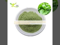 Wholesale Price Pure Natural Malabar Spinach Powder Basella Alba Extract Powder