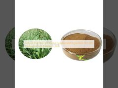 Natural Plant Extract Herbal Supplement Ingredient 10:1 20:1 Plantain Extract Powder in Bulk
